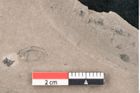 Foto (Detailansicht) von Cotoneaster persei Unger (NHMW-GEO-2024-0188-8039)